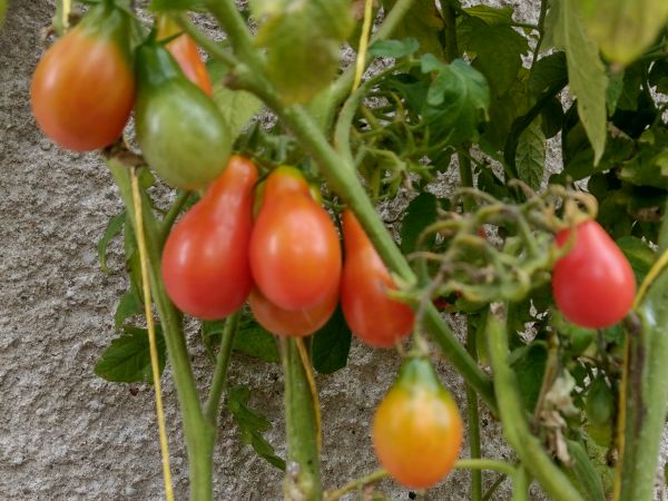 Portalbild