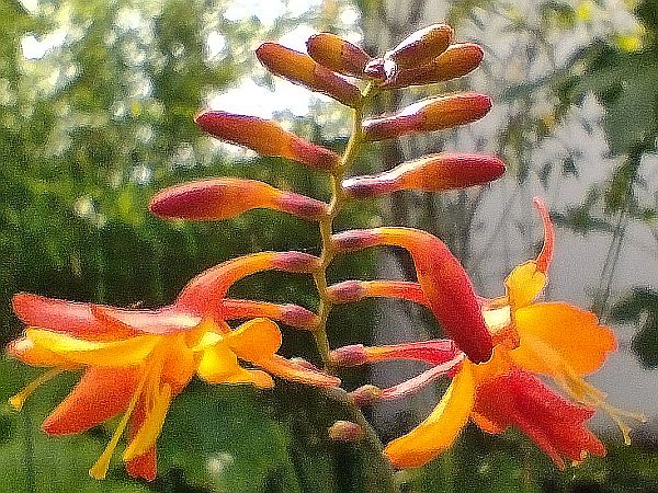 Portalbild
