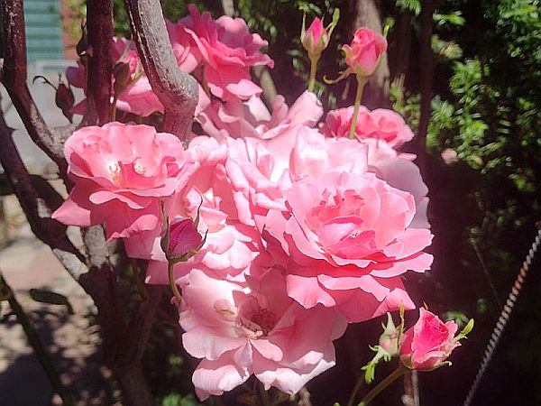 Portalbild